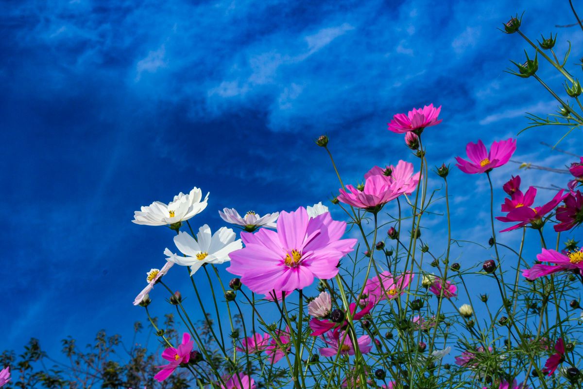EF35-135mm F4-5.6 USMで撮影された写真 | 写真検索 | GANREF