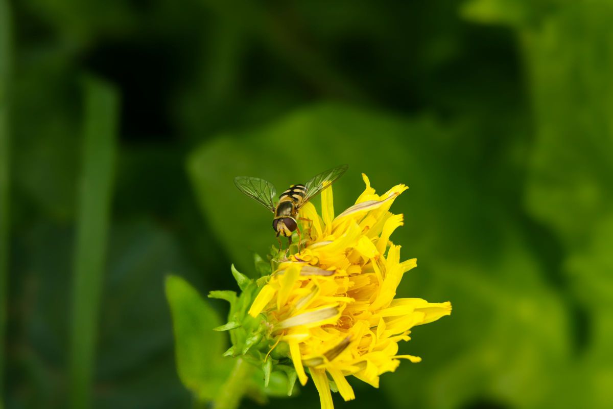 動作品・実写確認済 Canon EOS 55＋EF35-135mm f4-5.6 Amazon | Canon EF 35-135mm F4.0-5.6 F/4.0-5.6 USM | レンズフード 通販