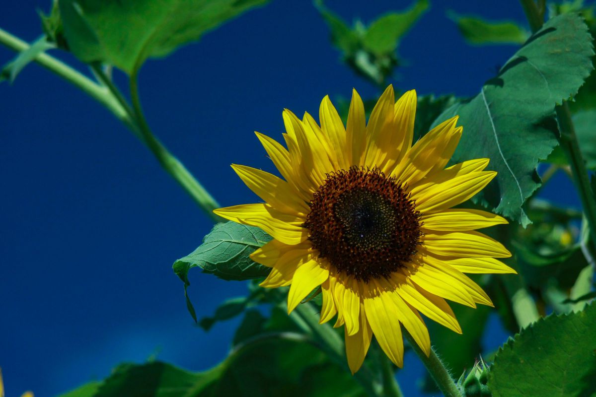 EF35-135mm F4-5.6 USMで撮影された写真 | 写真検索 | GANREF