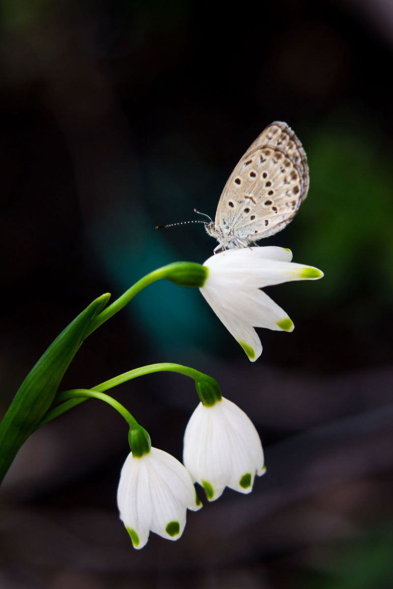EF35-135mm F4-5.6 USMで撮影された写真 | 写真検索 | GANREF