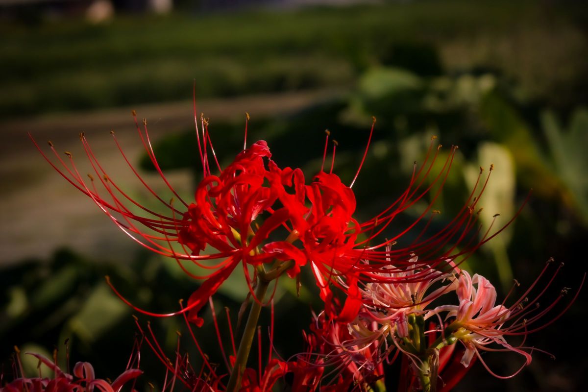 EF35-135mm F4-5.6 USMで撮影された写真 | 写真検索 | GANREF