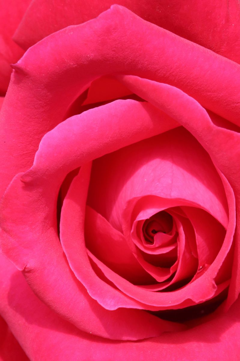 赤い薔薇 植物 花 花びら Ganref