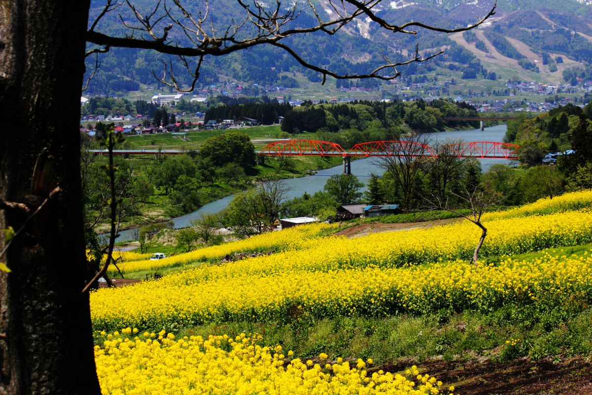 赤い橋 自然 風景 高原 Ganref