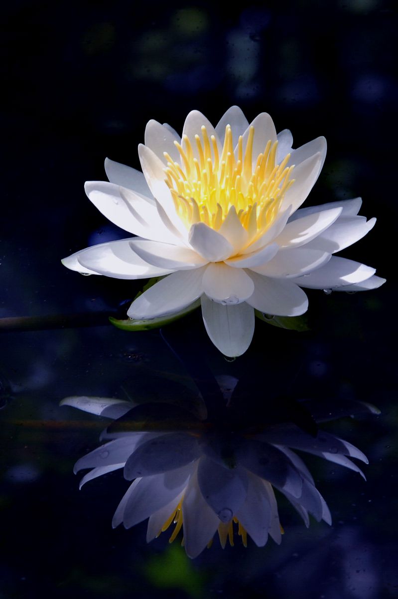 やっぱ、手放せないぞ！ | GANREF