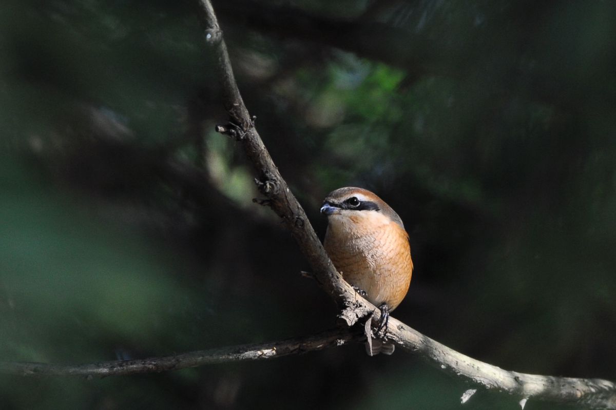 鋭い眼光 動物 鳥類 Ganref