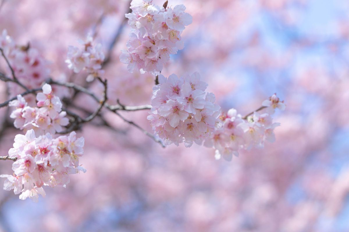 春霞 | GANREF
