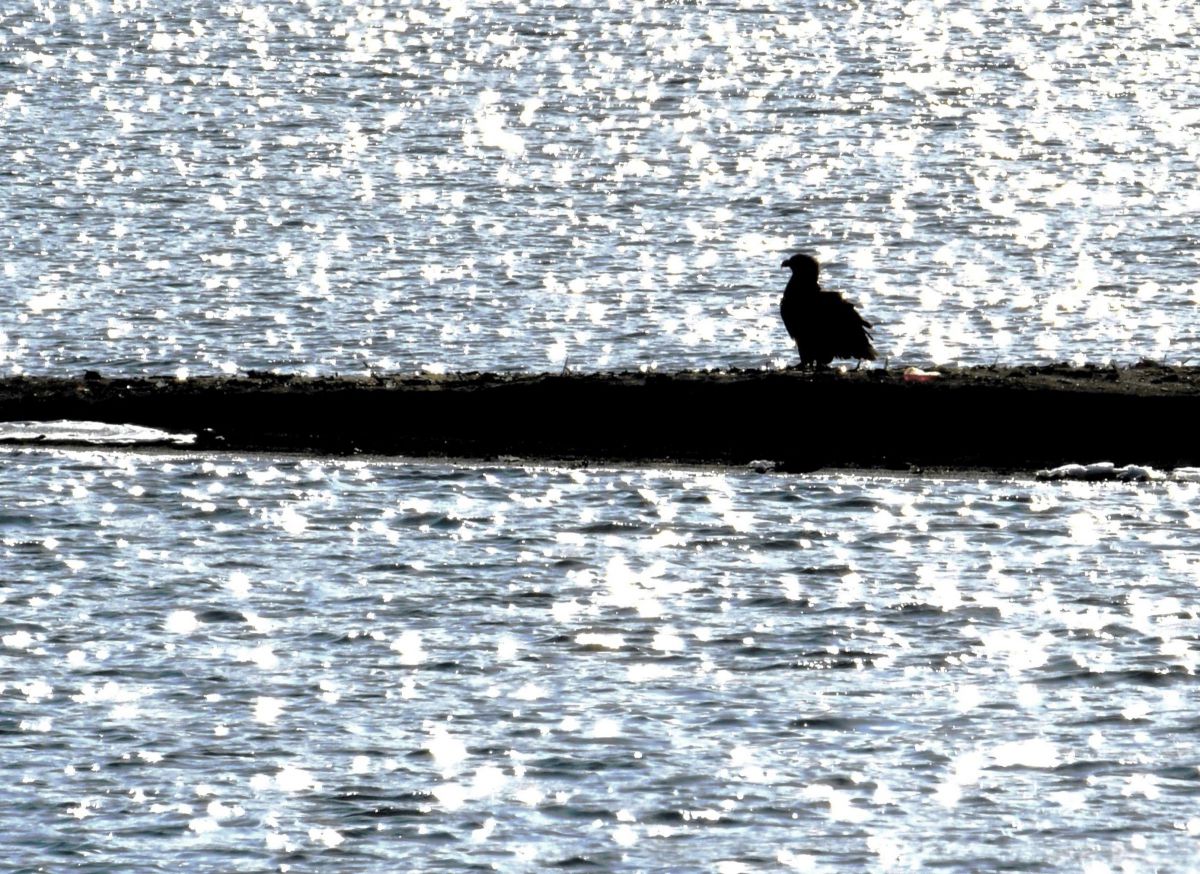 シルエット Ⅲ GANREF