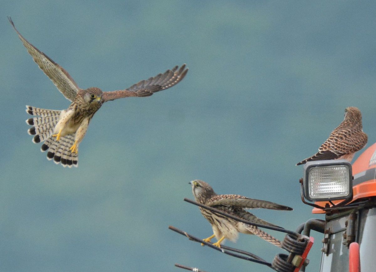 チョウゲンボウの兄弟 GANREF