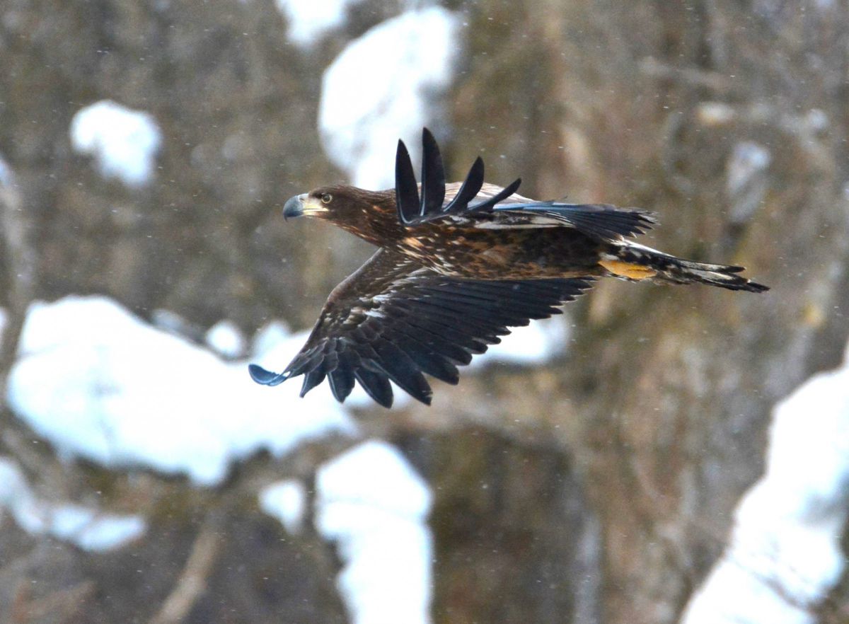 低空飛行 Ⅱ GANREF