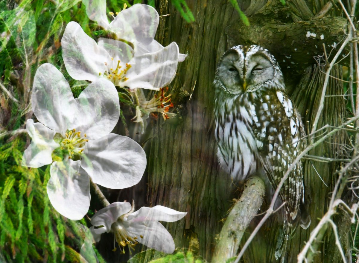 リンゴの花とフクロウⅡ GANREF