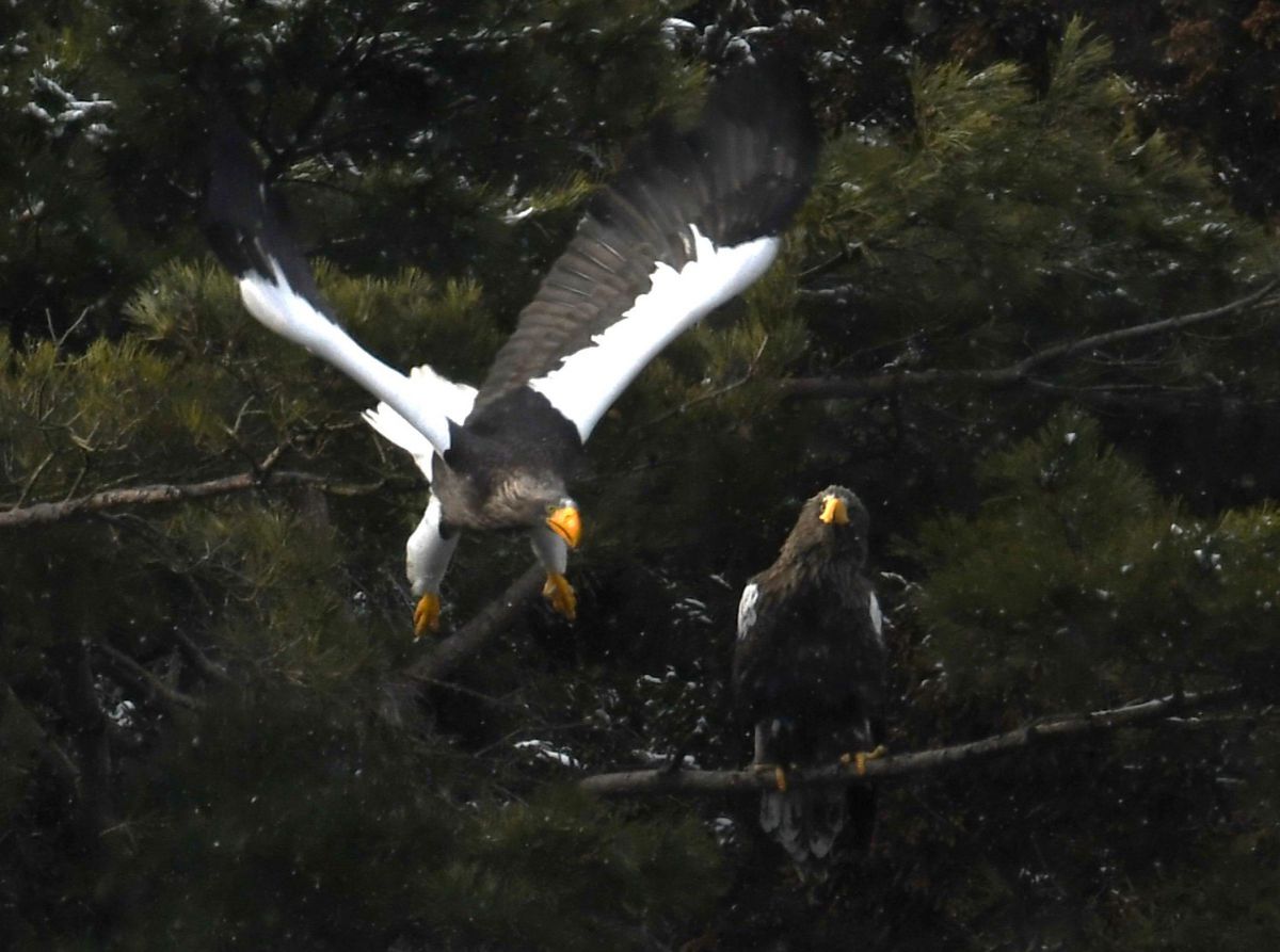 鷲の関係 Ⅲ GANREF