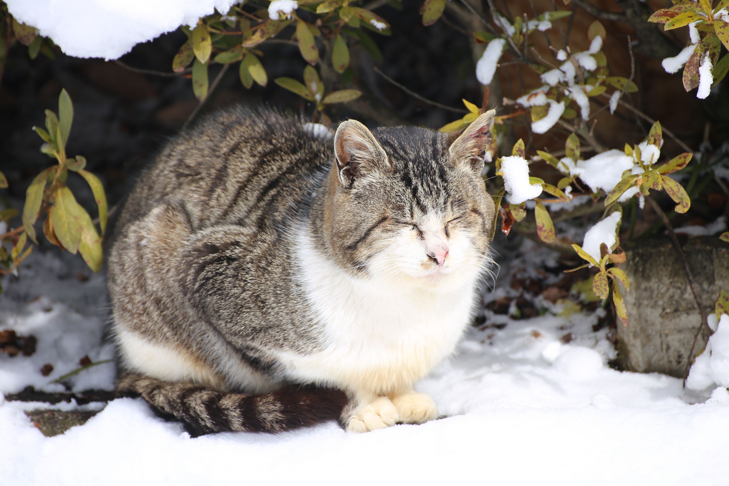 冬を生きる野良猫。② | GANREF