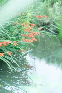 花池 MDAwMDA1MjIwMA_MC44OTQ5NTAwMCA