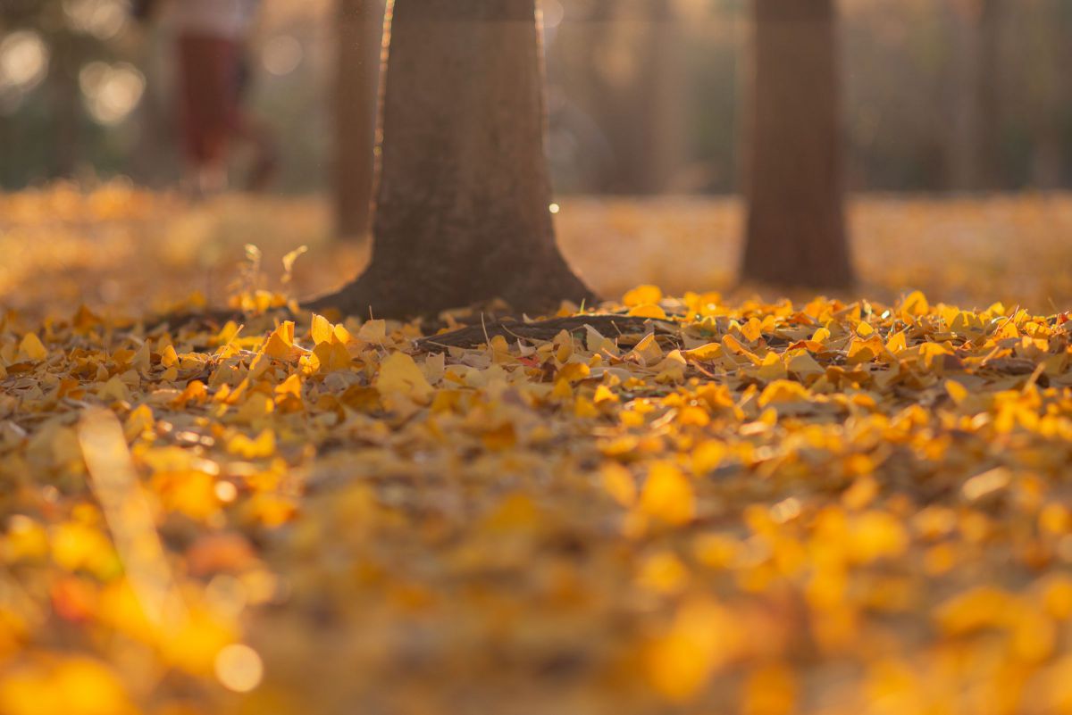 黄色の世界 GANREF