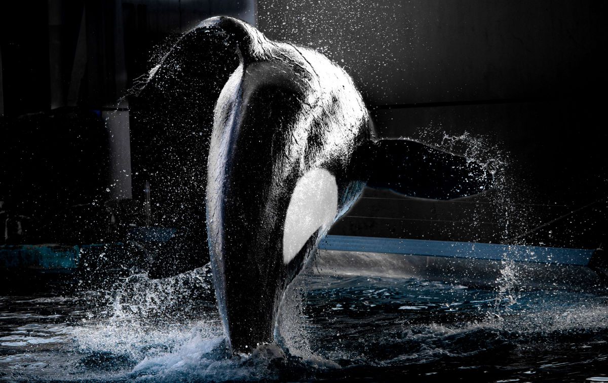 MDAwMDA2NjgxMw_MC4xOTQ2MTcwMCA