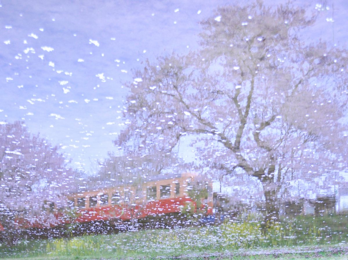 ❤️エモ写に❤️Nikon 18-200mm フィルム風描写✨ AF-S DX NIKKOR 18-200mm f/3.5-5.6G ED VR IIで撮影された写真