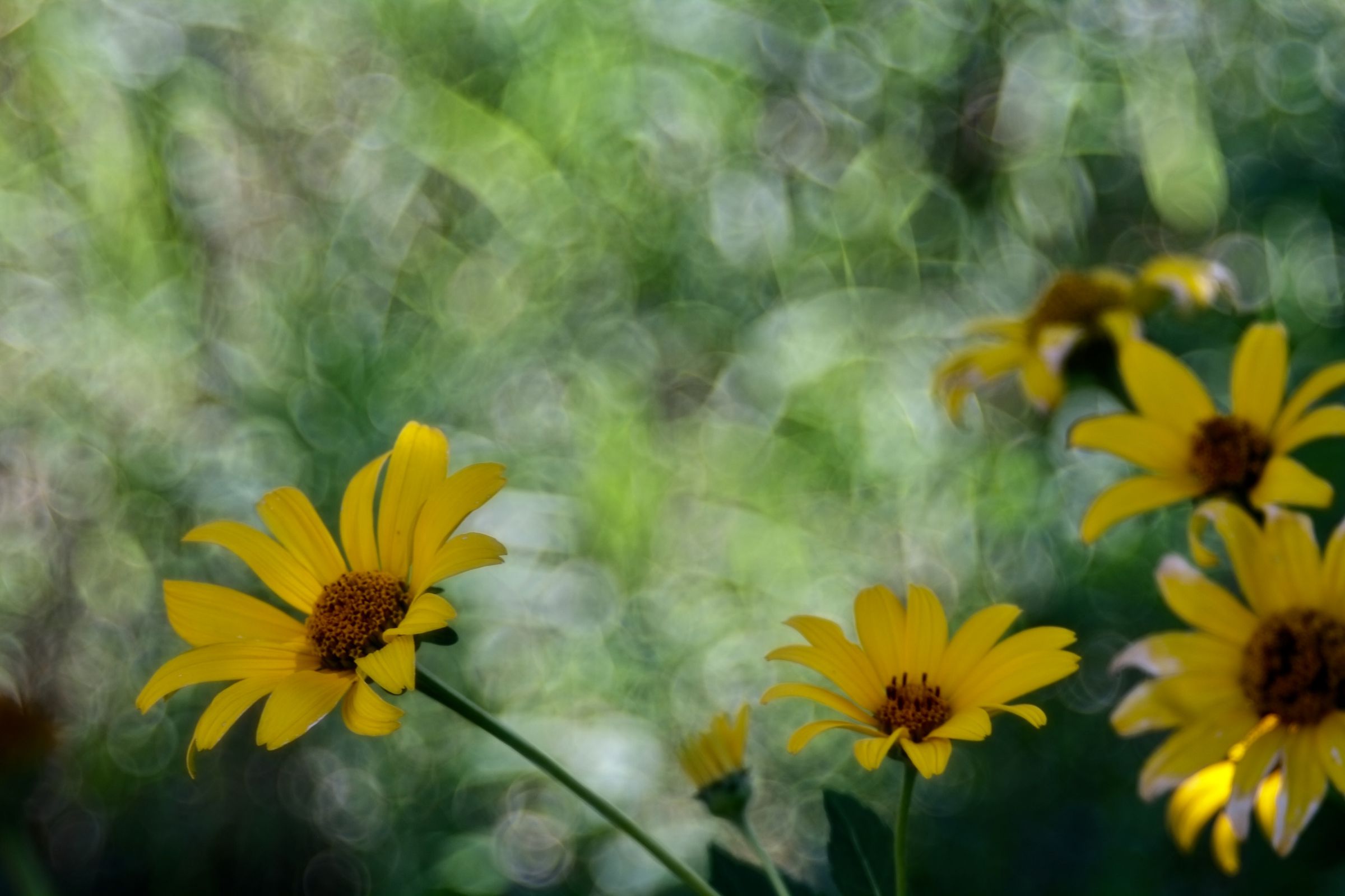 油彩画 道端の黄色いお花 道端の黄色い花 | GANREF