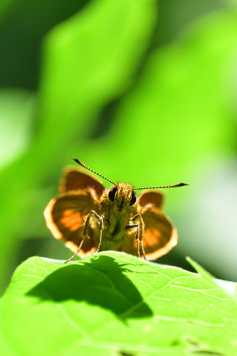 ガォー 動物 虫 昆虫 Ganref