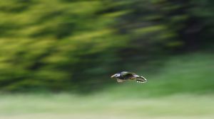 特大サイズのスズメの飛揚 特大サイズのスズメの飛揚 つり具の上州屋 - あなたのフィッシング