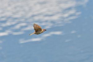 スズメ飛ぶ | GANREF