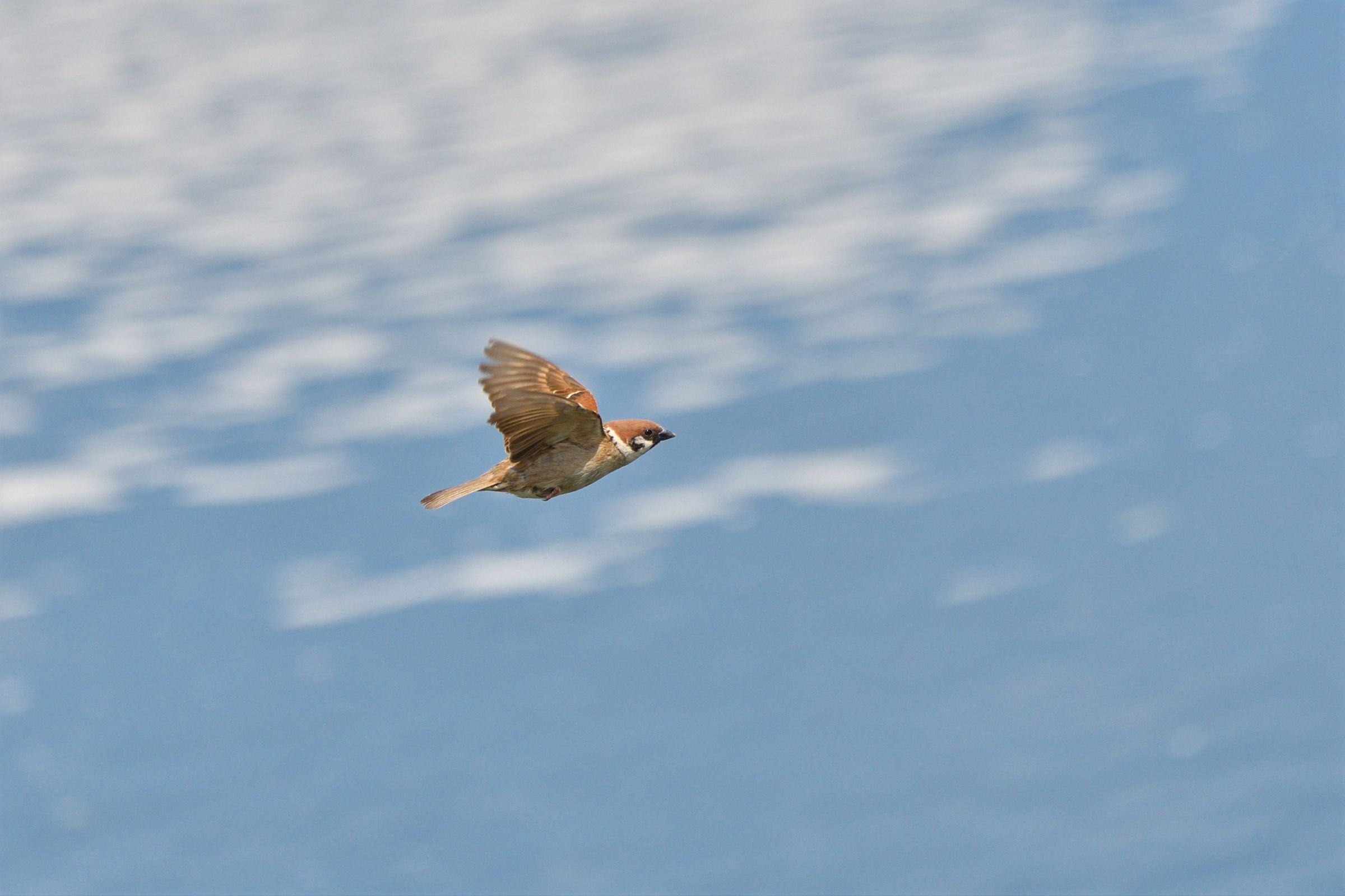 スズメ飛ぶ | GANREF