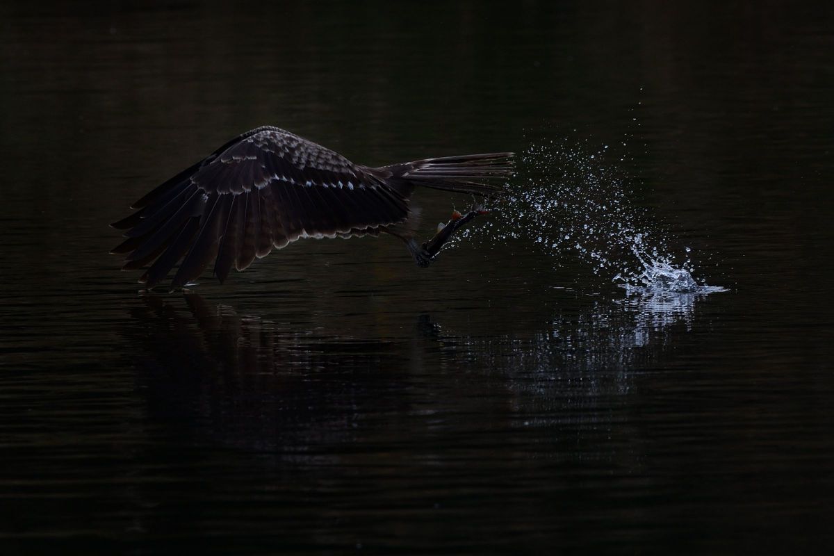 トビ、鮎を狩る | GANREF