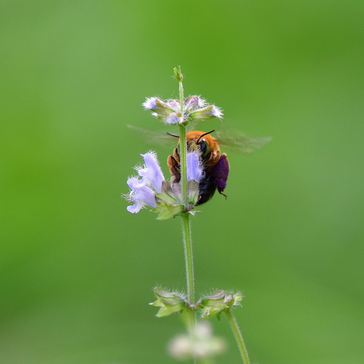 ジロッ スジボソコシブトハナバチ 動物 虫 昆虫 Ganref