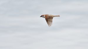 ed699bed177822b6d9ade2a76a36b9