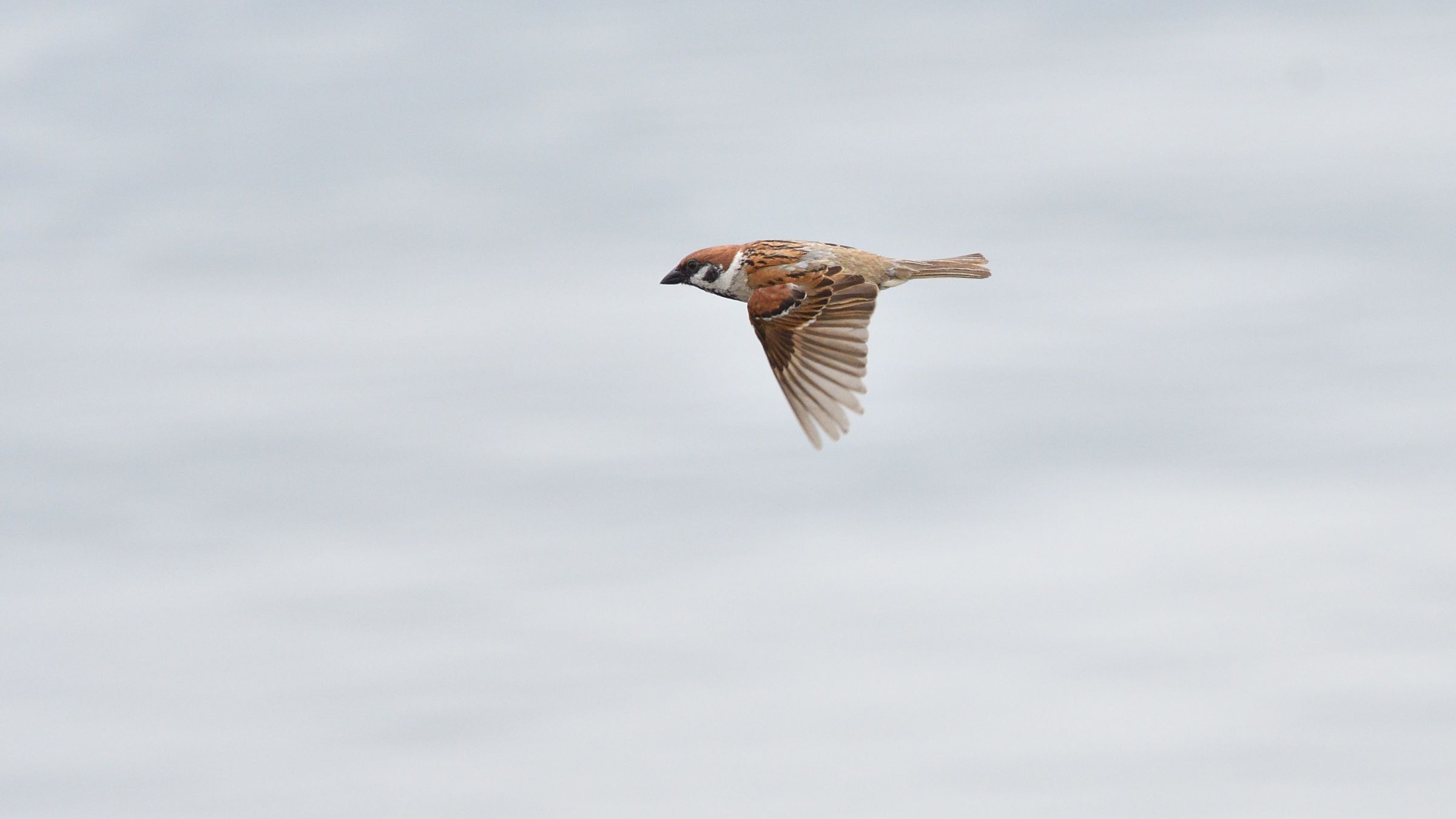 スズメの飛翔 | GANREF