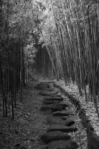 亀すくい 行事 祭り Ganref