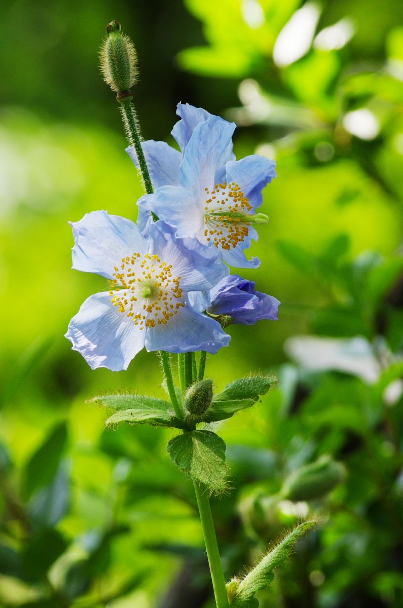 青い花 植物 花 花びら Ganref