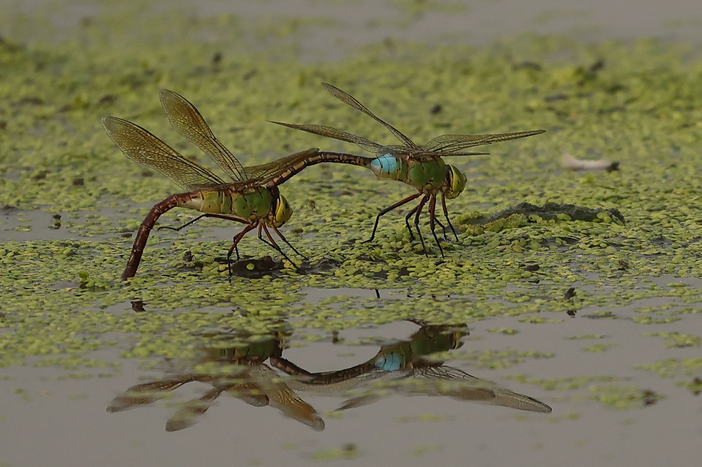 めぐ美ページ めぐみちゃん推しです @masamidrums @warningwolf_official