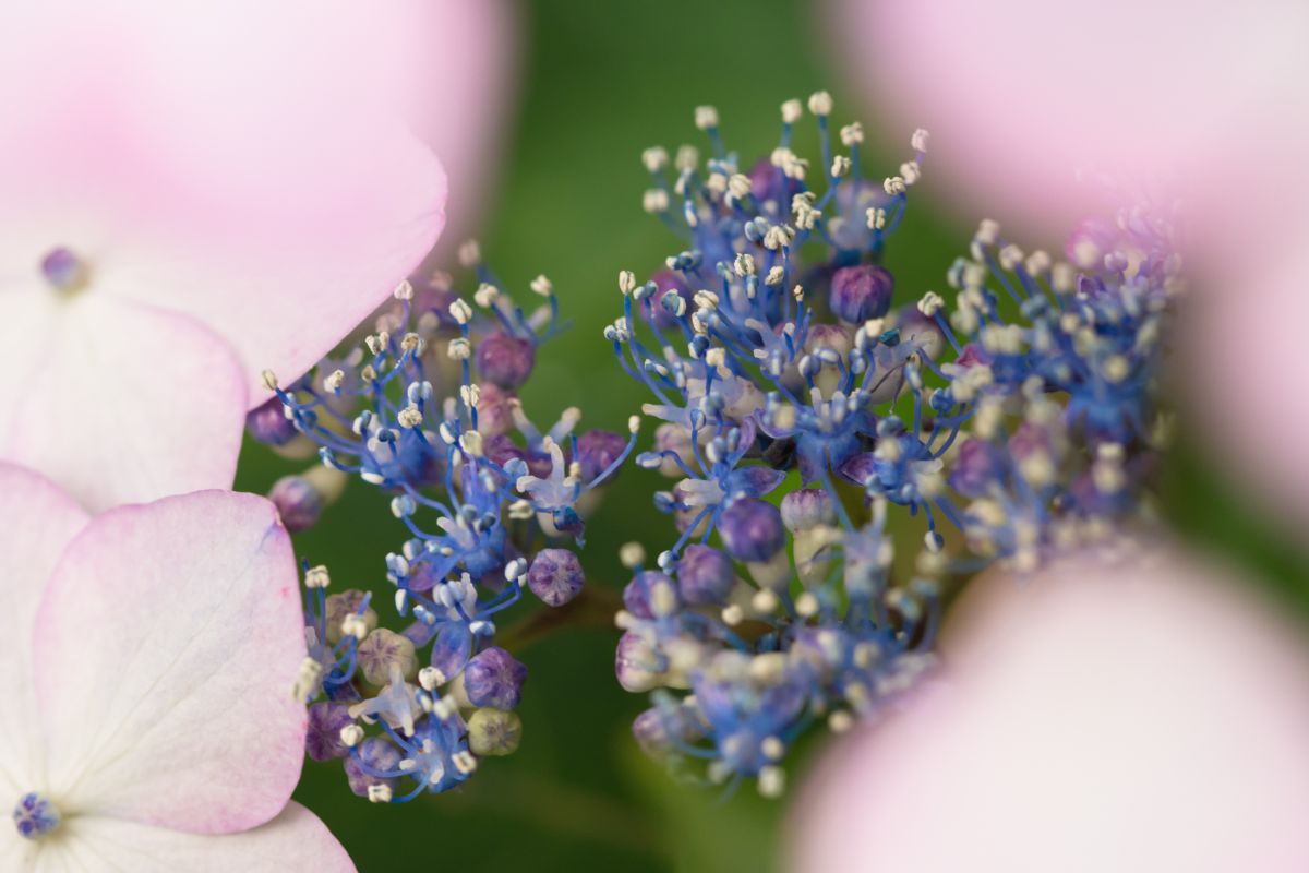 ピンクのガクアジサイ 植物 花 花びら Ganref