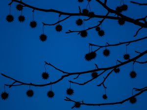 まっしろくろすけ まっくろくろすけ (@xWnR4G1VsNS6wAC) / X