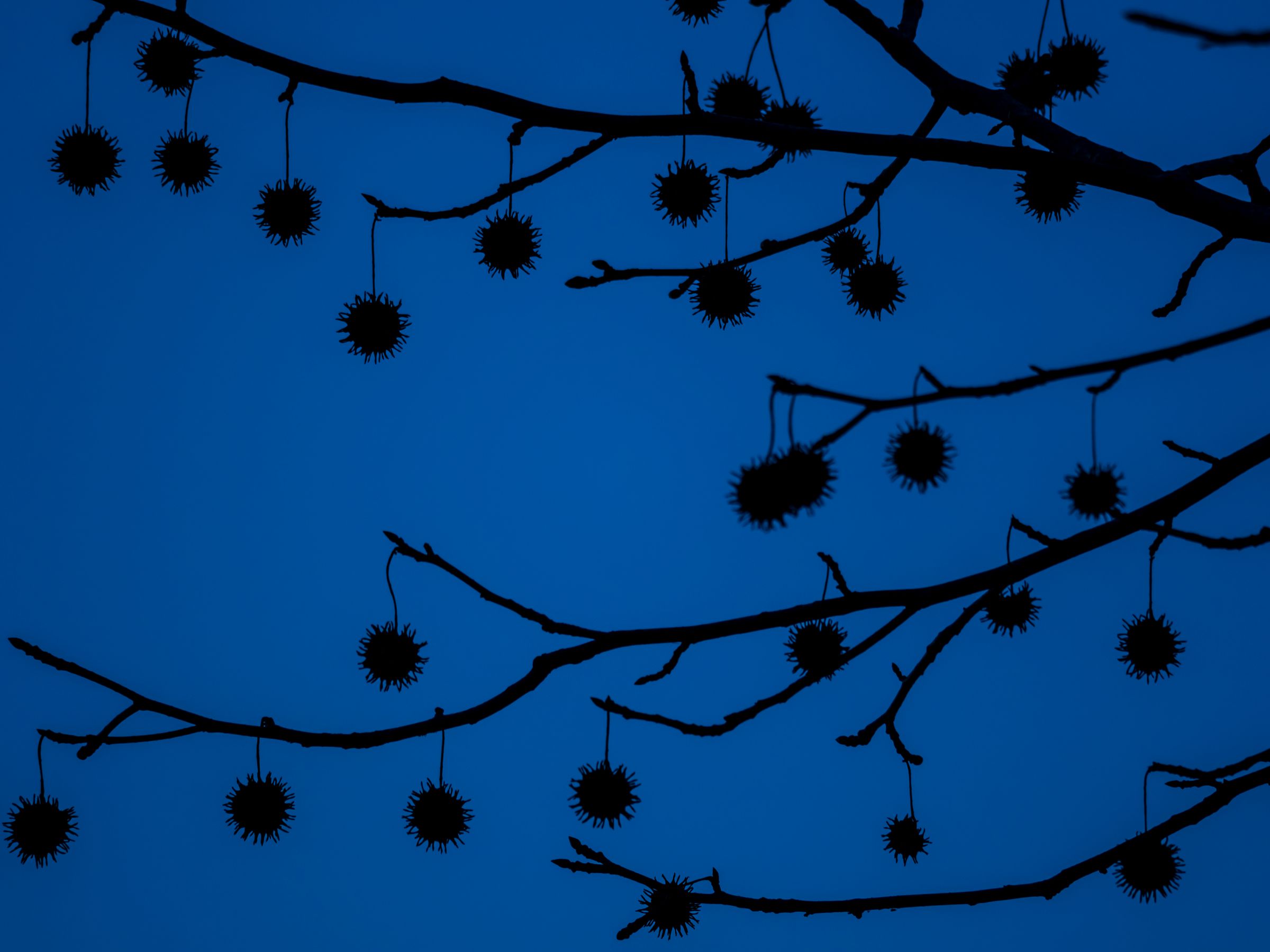 まっくろくろすけ | GANREF