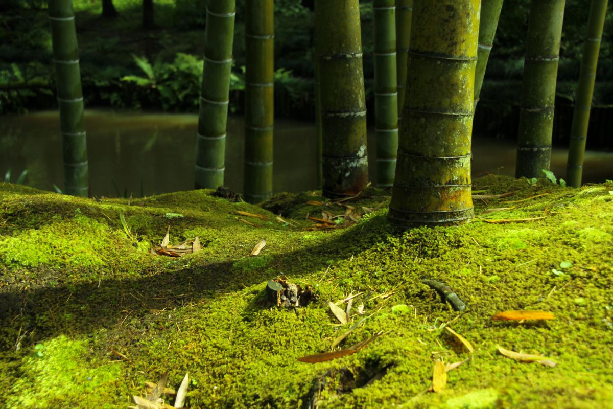 苔色に魅せられて 自然 風景 森林 Ganref