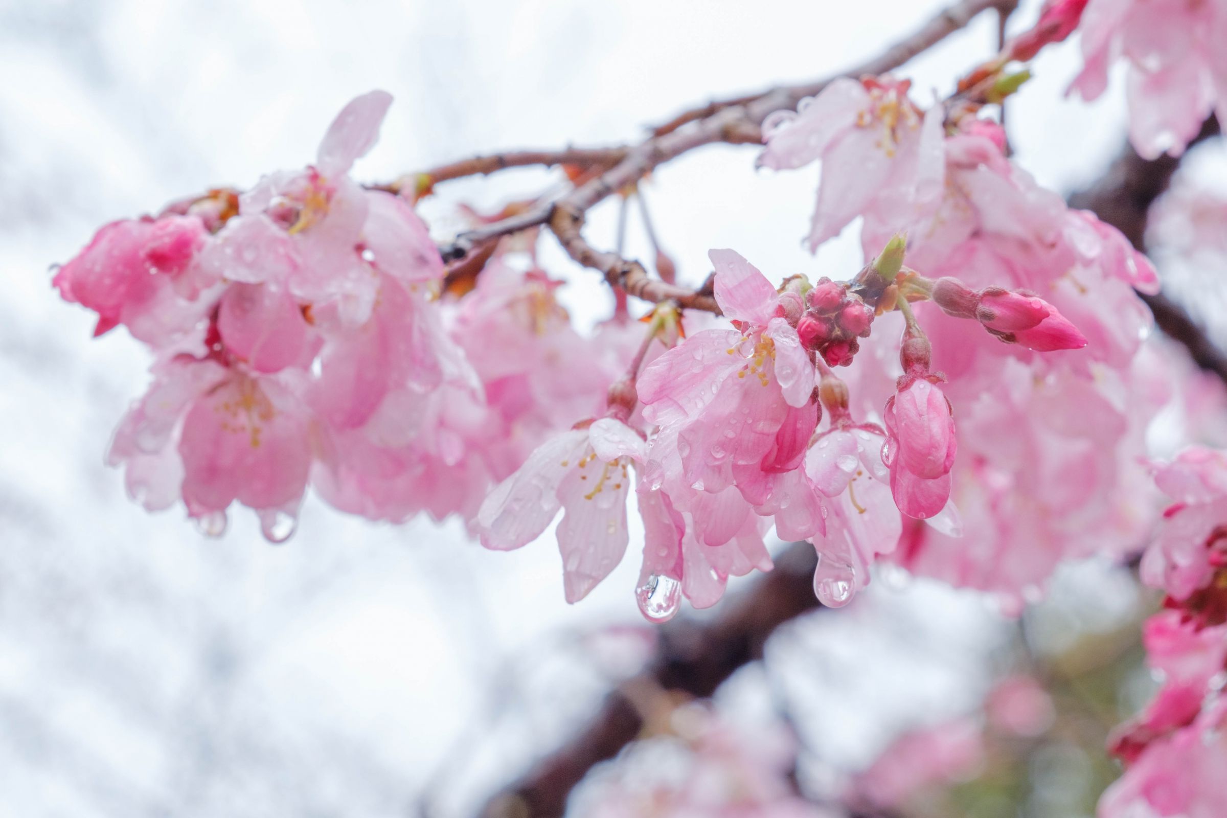 花の雨 | GANREF