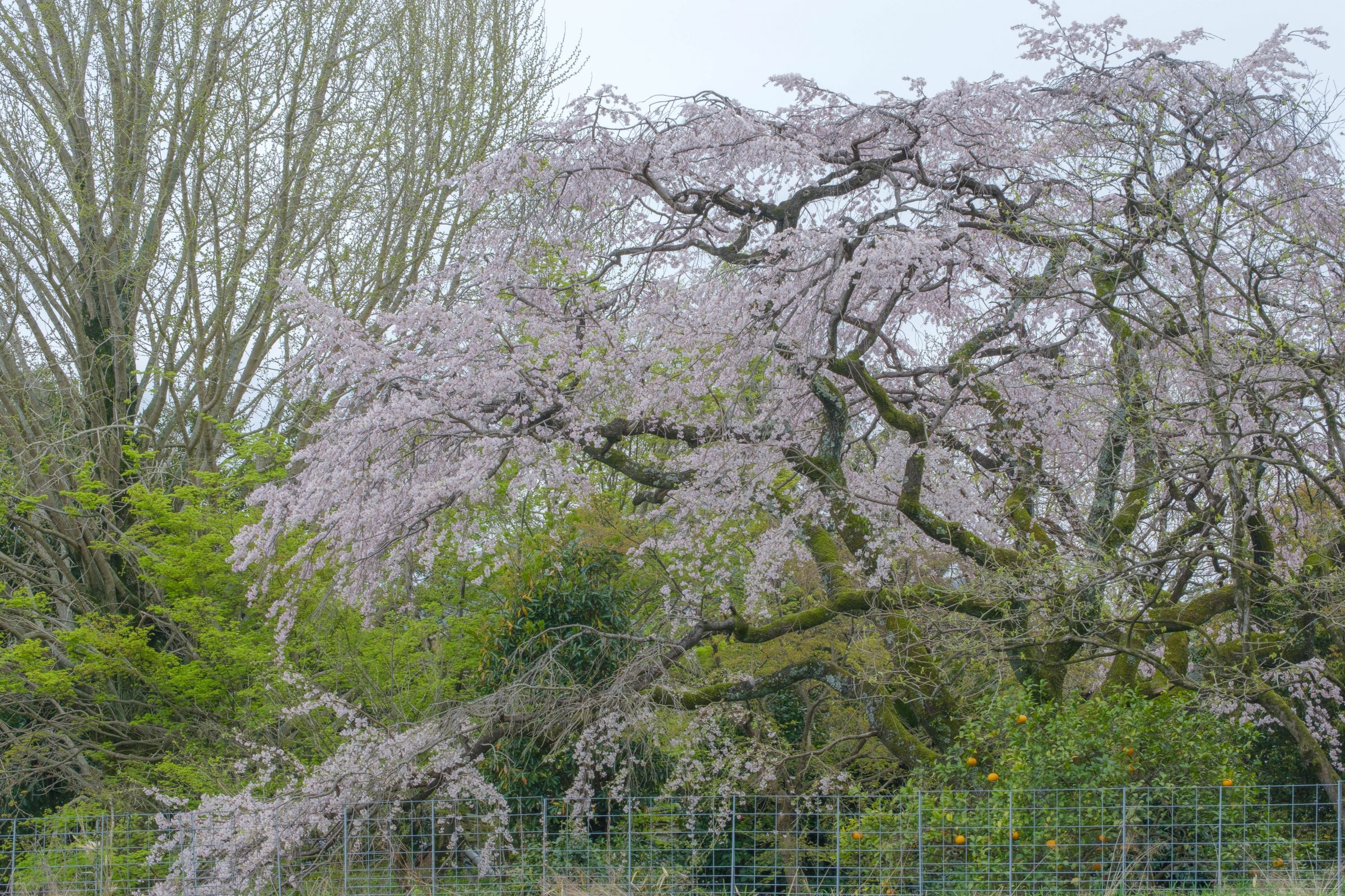宝珠 寺 の ヒメ シダレザクラ