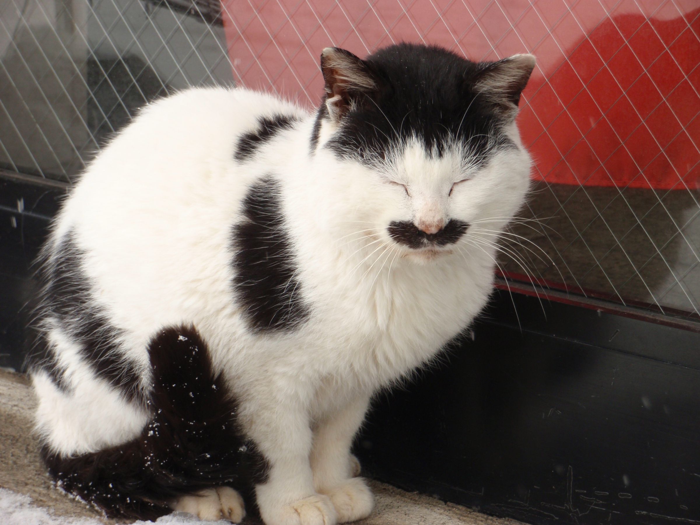 ri-chan/猫ひげ商店 手芸 パーツ 『動物用ヒゲ 白 H441-072』 Hamanaka ハマナカ 手芸,手芸