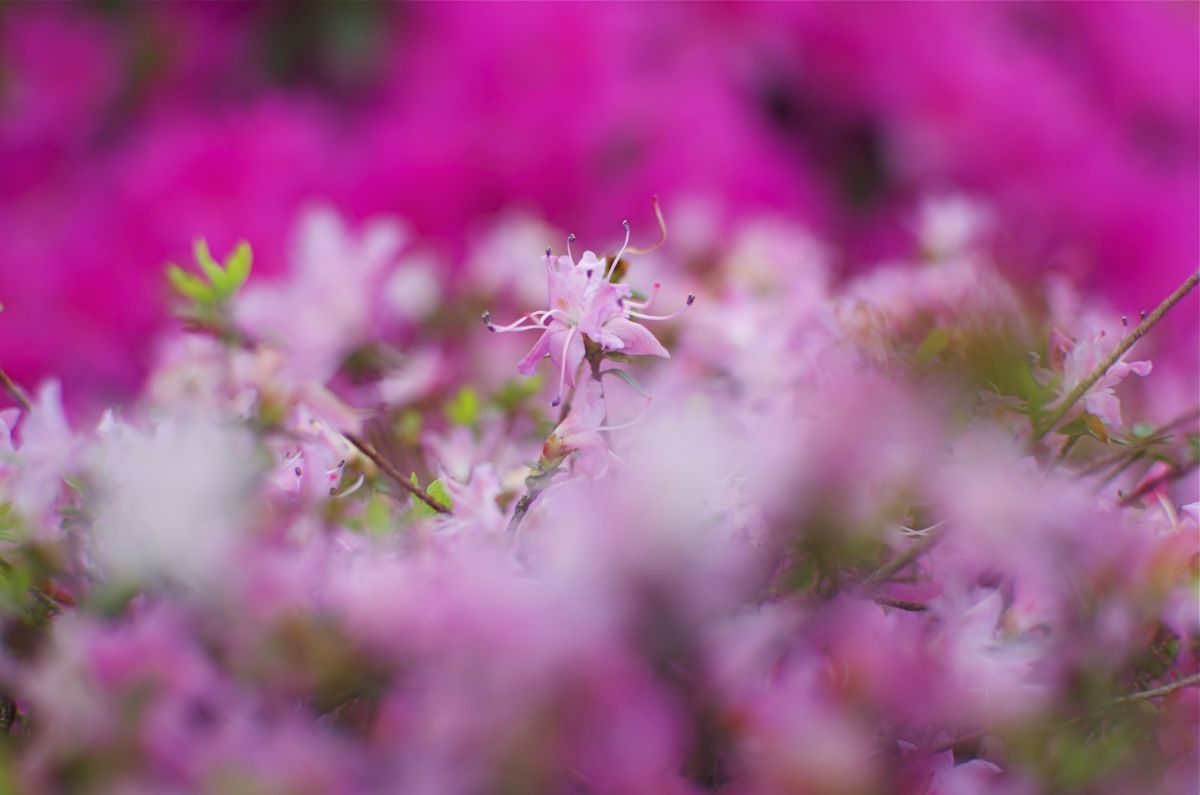 ぼやぁ 植物 花 花びら Ganref