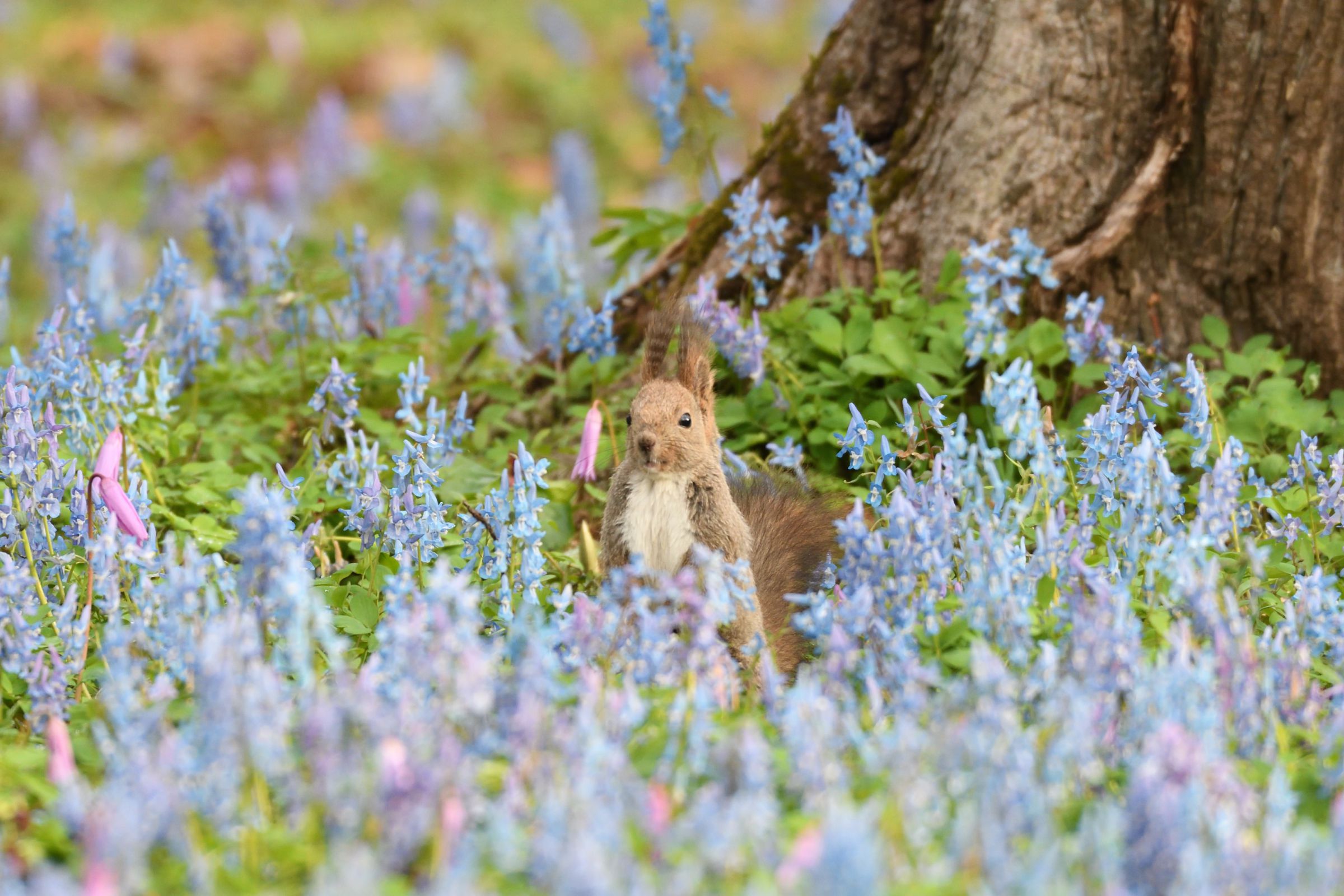 生写真確認用part4 楽天市場】4カットフォトキーホルダー | インセンネッコ