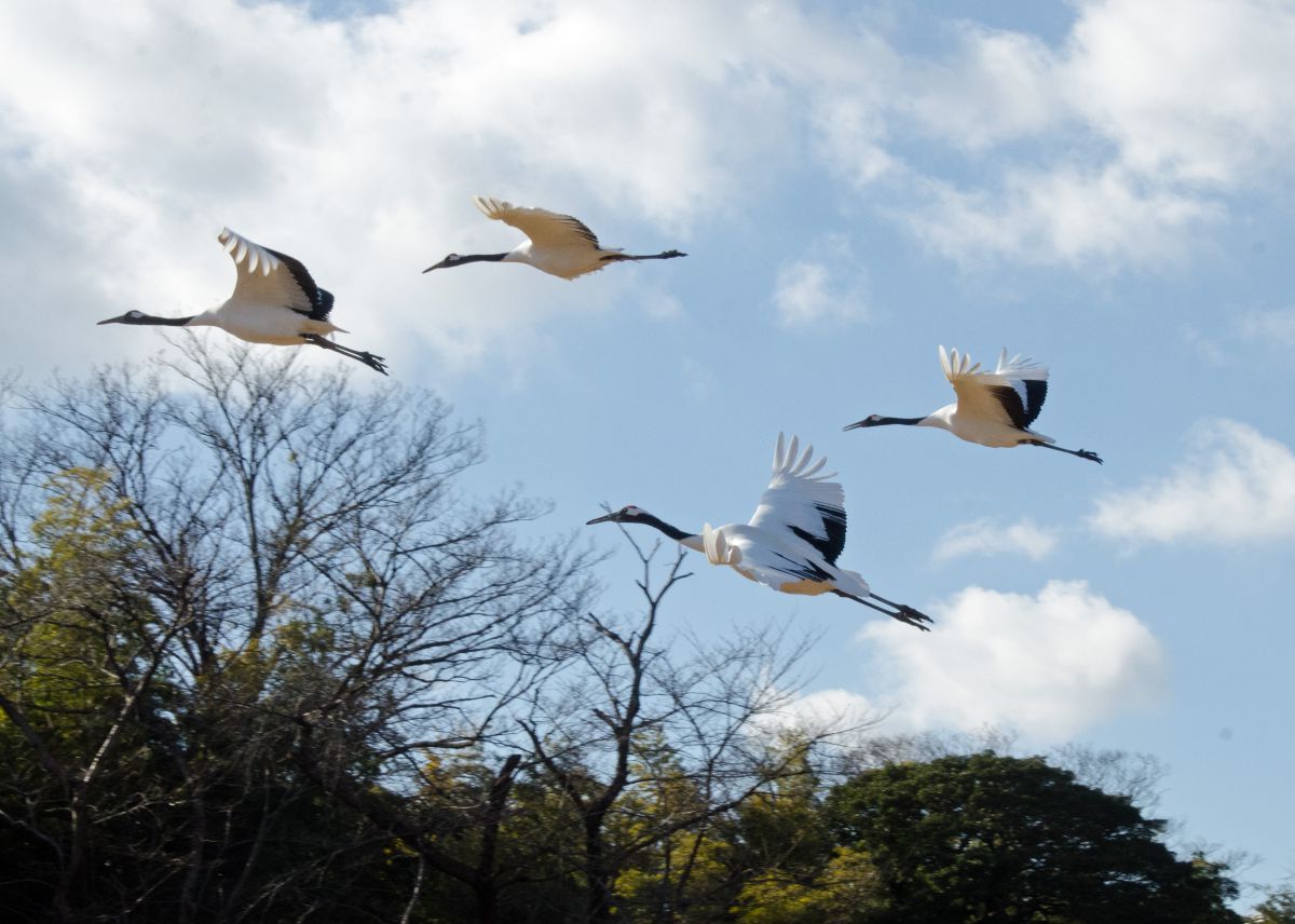 岡山後楽園のタンチョウ 動物 鳥類 Ganref 岡山後楽園のタンチョウ 動物 鳥類 Ganref