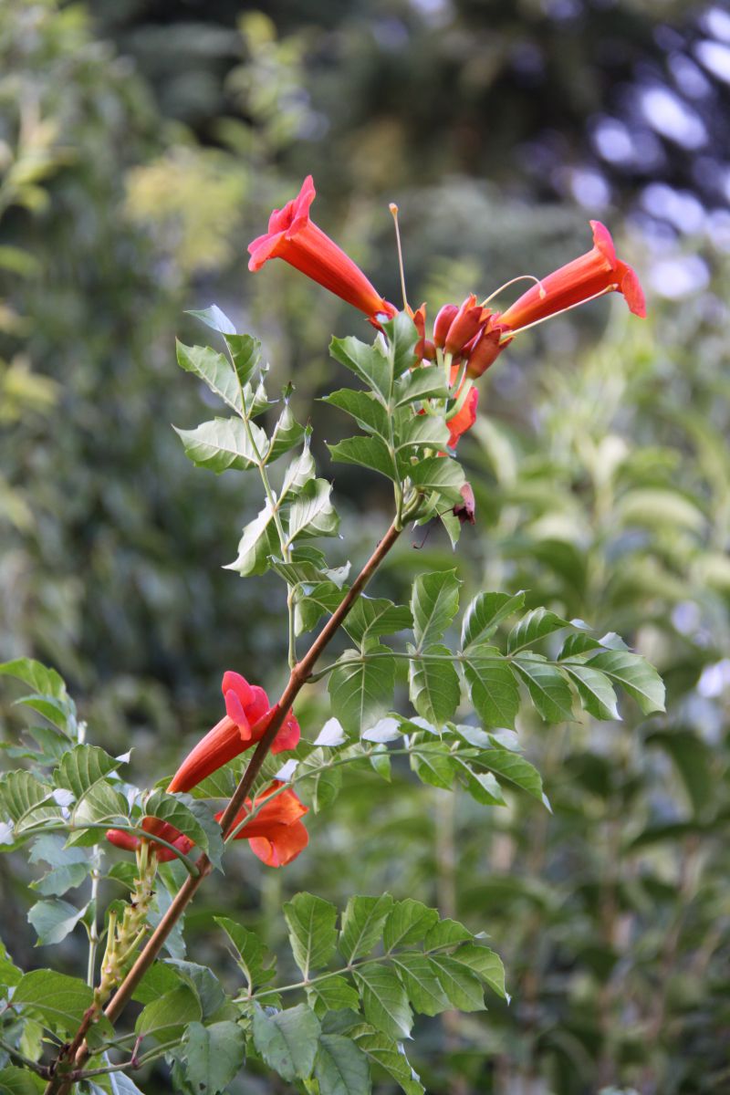 赤y花 植物 花 花びら Ganref 赤y花 植物 花 花びら Ganref