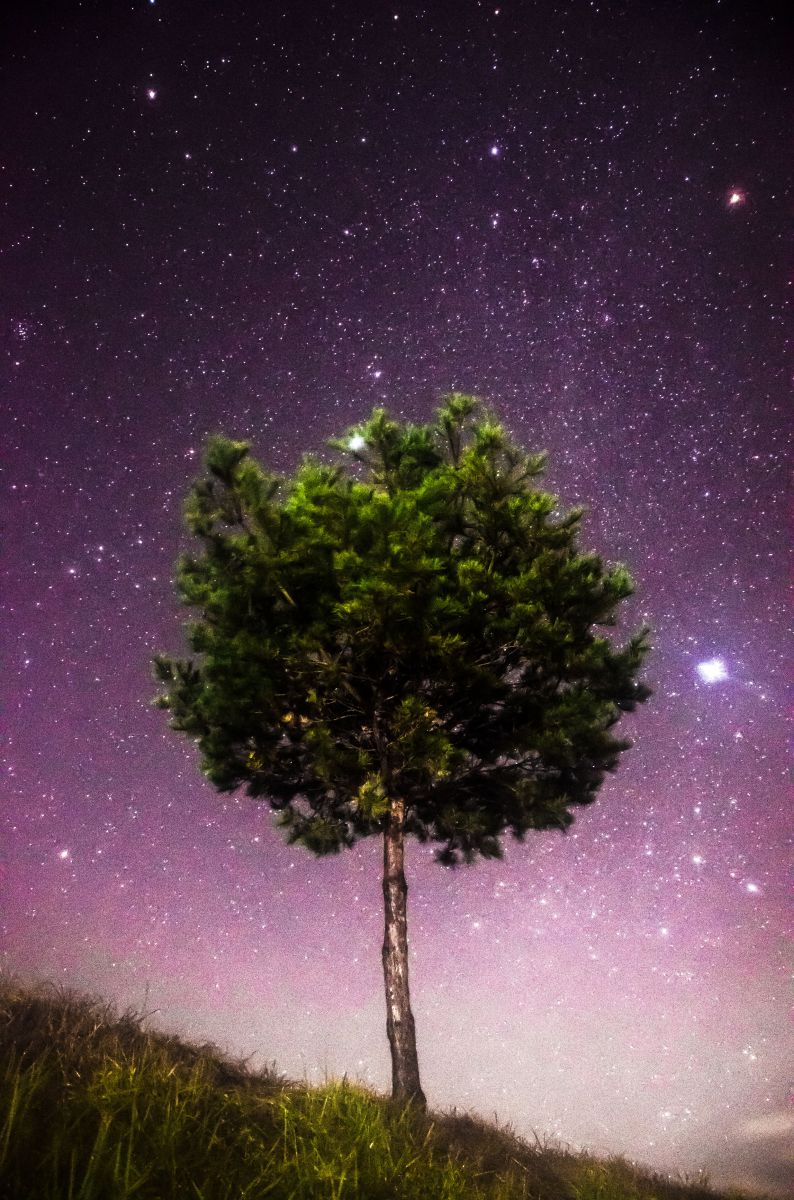 宇宙の木 自然 風景 宇宙 天体 Ganref