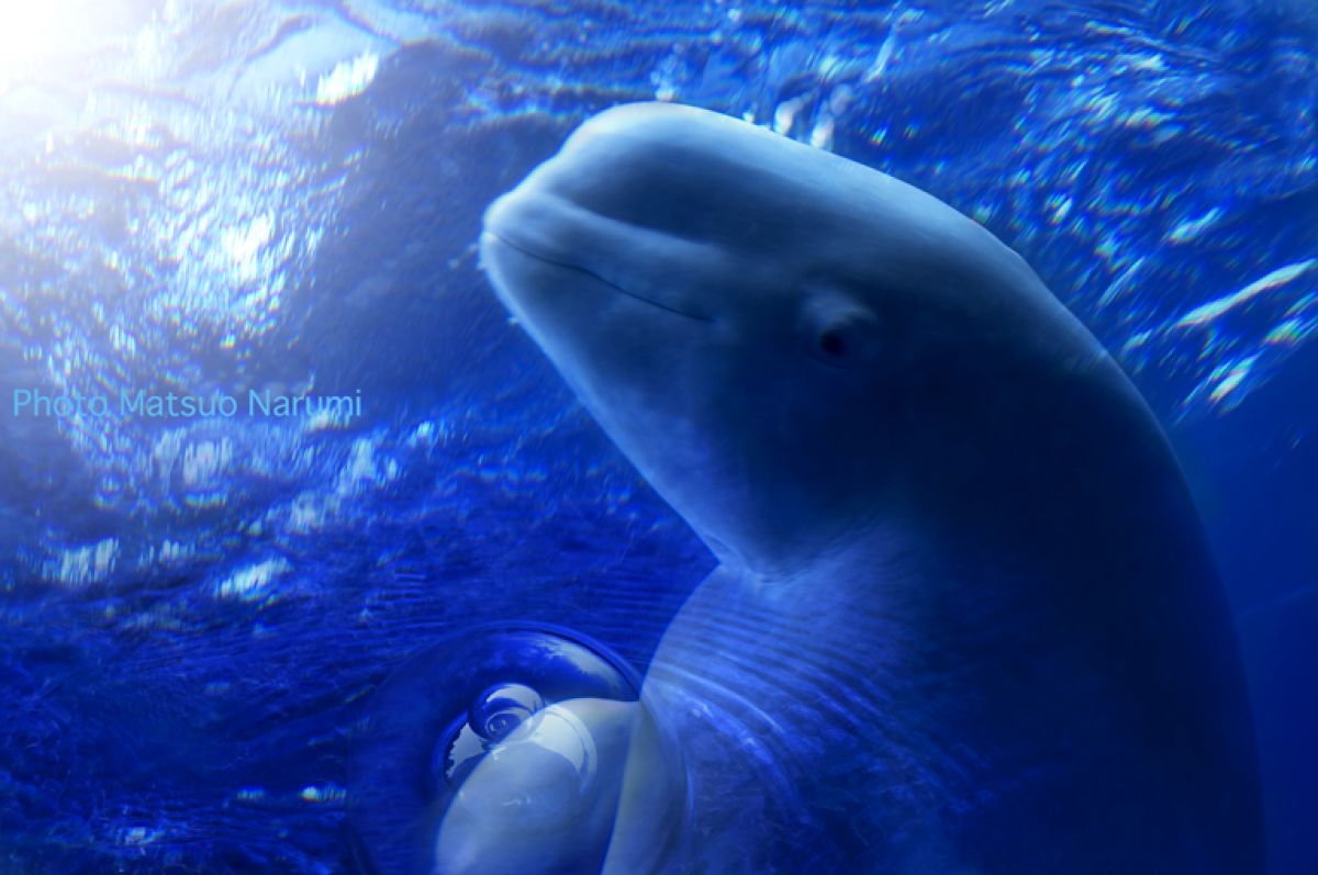 白イルカ 動物 その他の海の生物 Ganref