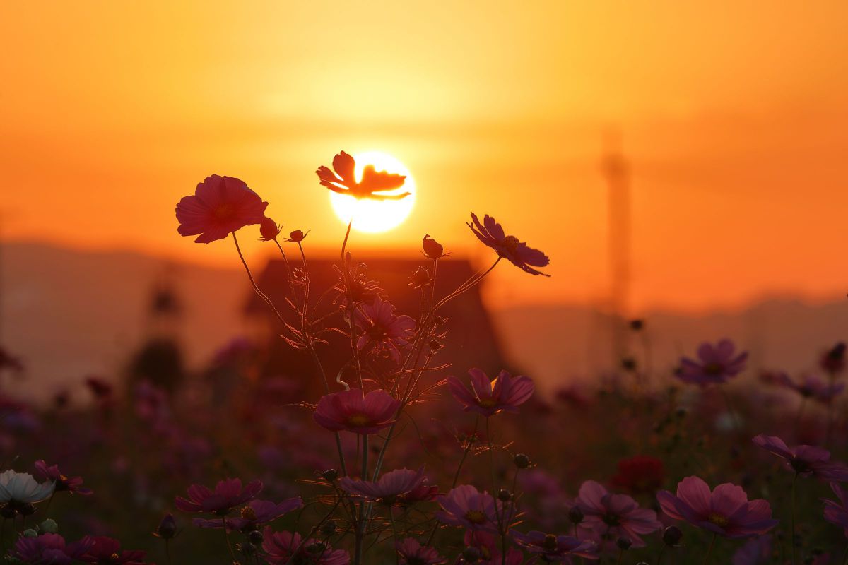 夕暮れの秋桜 | GANREF