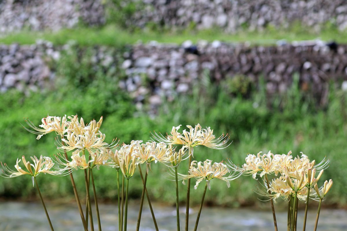 白い彼岸花 植物 花 花びら Ganref