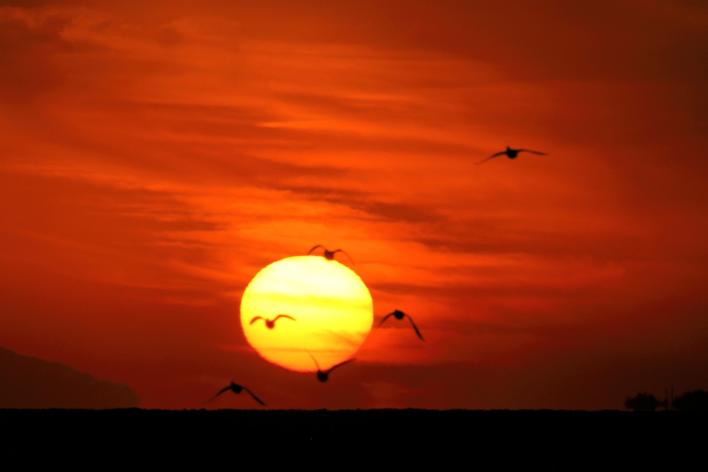 夕焼け鳥の休息 飛んでいる鳥のシルエットが鳥と夕日に飛んで美しいオレンジ色の