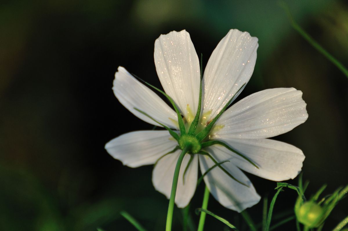 恥ずかしがり屋さん 植物 花 花びら Ganref