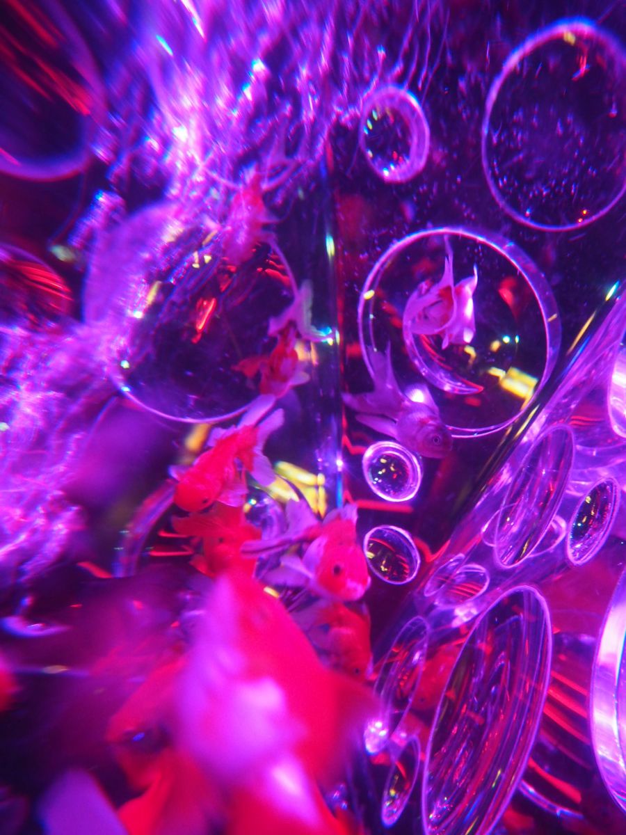 サイケデリック 動物 魚類 Ganref